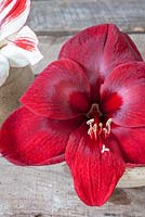 Fleur d'Amaryllis rouge unique dans un petit vase