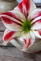 Fleur d'Amaryllis à rayures simples dans un petit vase