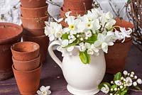 Narcisse blanc et fleur de poirier affichés dans un pot en porcelaine blanche