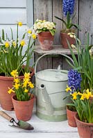 Bulbes de printemps exposés dans des pots avec arrosoir - Narcisse 'Tête à tête' et 'Jack Snipe', jacinthe et primevère