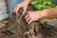 Récolte des racines du raifort.