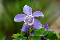 Aquilegia Flabellata Pumila - Columbine en forme d'éventail nain