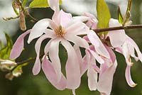 Magnolia stellata 'Rosea' - Magnolia étoilé.