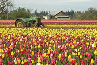 Champ de printemps avec Tulipa mixte - tulipes, tracteur et grange lors du festival annuel des tulipes en bois.