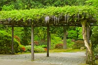 Jardin de printemps avec tonnelle en bois, Wisteria sinensis - Glycine de Chine, Rhododendron x hybrida - Azalée, Acer palmatum - Érable japonais.