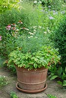 Fraises des Alpes dans un grand pot en terre cuite avec Argyranthemum foeniculaceum