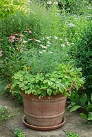 Fraises des Alpes dans un grand pot en terre cuite avec Argyranthemum foeniculaceum