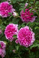 Rosa roxburghii forma roxburghii