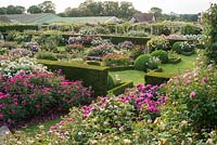 Jardin de roses avec haies d'ifs, parterres de canaux et de fleurs en serpentine bordés de buis. Le jardin de la Renaissance, David Austin Roses, Albrighton, Staffordshire.