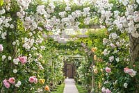 Pergola couverte de roses Pergola avec Rosa 'Adelaide D ' Orleans '. Le Long Garden, David Austin Roses, Albrighton, Staffordshire.