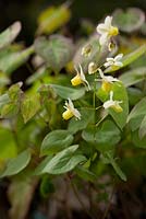 Epimedium versicolor Sulphureum RHS Barrenwort