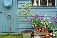 Mini pommier et tulipes en pots à l'extérieur de l'abri de jardin bleu