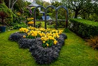 Tulipes printanières et Ophiopogon planiscapus 'Nigrescens' - Tudor cottage, Nord du Pays de Galles. L'herbe noire suit les ombres projetées par les trois arches.