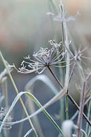 Tête de semence de Foeniculum vulgare avec gel