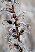 Graines de Acanthus spinosus avec gel