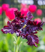 Tulipa 'Perroquet noir'