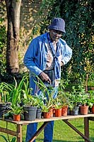 Femme derrière décrochage à la vente de plantes Calpeper Community Garden London Borough of Islington