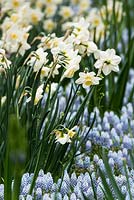 Narcisse 'Sweet smiles' et Muscari 'Valerie finnis'