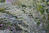 Artemisia absinthium, absinthe fleurissant à la fin de l'été, au Pays de Galles, Royaume-Uni