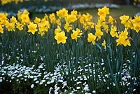 Narcissus obvallaris (jonquilles Tenby) avec des fleurs blanches de Bellis