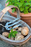 Pommes de terre primeur fraîchement creusées 'Rocket' dans un trug en bois à côté d'un pot en terre cuite de menthe du jardin.