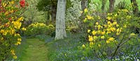 Jardin boisé avec des arbres spécimens, Rhododendron et Azalées en dell avec des chemins d'herbe coupant à travers des bandes de jacinthes et de fleurs sauvages - Maenan Hall, Snowdonia, au nord du Pays de Galles