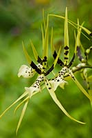 Brassia brachiata - Fleurs du vent éternel