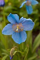 Meconopsis (Groupe bleu fertile) 'Lingholm'