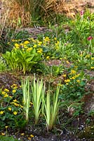 Feuilles panachées d'Iris parmi Caltha palustris - Kingcup, Marsh Marigold - Cotswold Farmhouse