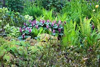 Epimedium versicolor 'Sulphureum' avec Trillium chloropetalum 'Giganteum' - Lys des bois et Helleborus foetidus - Cotswold Farmhouse