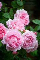Rose Constance Spry. Seend, Wiltshire