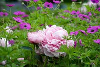 Close-up combinaison de plantes de géranium psilostemon et pivoine rose lactiflora. Seend, Wiltshire