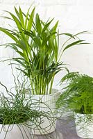 Plantes d'intérieur vertes en pots blancs - Asparagus plumosus, Chamadorea elegans et Juncus effusus 'Spiralis'