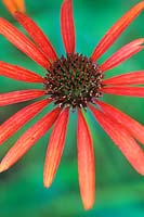 Fierté de l'art échinacée, fleur de cône. Vivace, août. Gros plan d'une fleur en forme d'étoile orange vif.