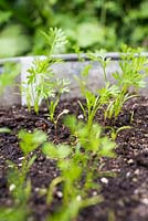 Développement de plants de carotte 'Royal Chantenay'