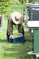 Apiculteur ramassant des cadres d'abeilles mellifères dans une ruche et les mettant dans une boîte en plastique.