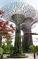 Le Supertree Grove et les passerelles aériennes, Gardens by the Bay, Singapour