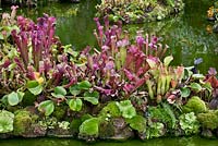 Sarracenia sp - Usine de cruche comprenant Heliamphora sp. 'Yuruani B' poussant sur de petites îles dans la véranda de Cloud Forest à Gardens by the Bay, Singapour.