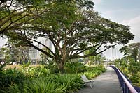 Samanea saman - Rain tree at Gardens by the Bay, Singapour