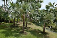 Palmiers dans le monde des palmiers, jardins de la baie, Singapour