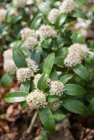 Skimmia japonica 'Godrie's Dwarf '. Sir Harold Hillier Gardens, Ampfield, Romsey, Hants, Royaume-Uni