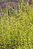 Berberis thunbergii 'Pow-Wow '. Sir Harold Hillier Gardens, Ampfield, Romsey, Hants, Royaume-Uni