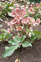 Helleborus x ericsmithii 'Pink Frost '. Sir Harold Hillier Gardens, Ampfield, Romsey, Hants, Royaume-Uni
