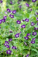 Geranium Phaeum 'Lily Lovell '. Mai. Fleurs violettes.