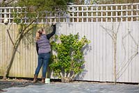 Femme peignant une clôture de jardin.