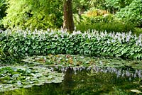 Hosta fortunei 'Albopicta' et Nymphea à Longstock Park Water Gardens