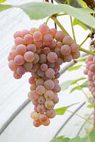 Vitis vinifera, raisin dessert 'Pink Strawberry' mûrissant dans un polytunnel à la fin de l'été, au Pays de Galles, Royaume-Uni.