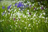 Stitchwort, Bush Vetch, Sweet Vernal grass and bluebells - Stellaria holostea, Vicia sepium, Anthoxanthum odoratum et Hyacinthoides non-scripta
