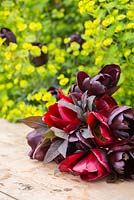 Arrangement de bouquet de Tulipa 'Queen of Night' et Tulipa 'National Velvet' avec des feuilles de Lysimachia