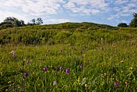 Prairie - Noar Hill, Selborne, Hampshire - Gilbert White réserve naturelle